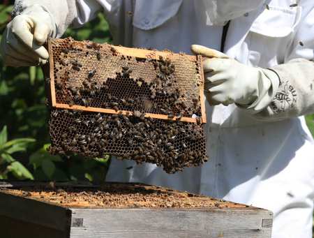 Beehives sustainability