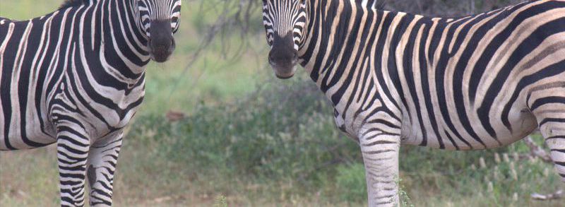 Zebras - Wildlife