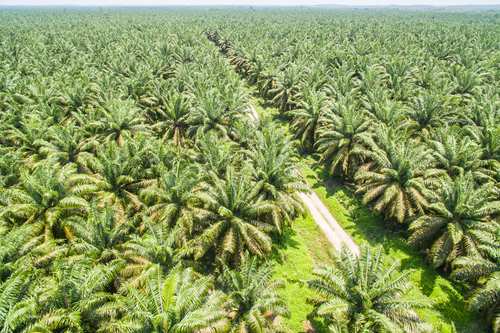 Palm Oil plantation