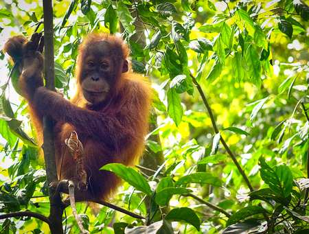 Palm Oil orangutan