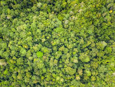 REF2021 Case Study David Lee Rainforest in Indonesia GettyImages-1086997438.width-750.jpg