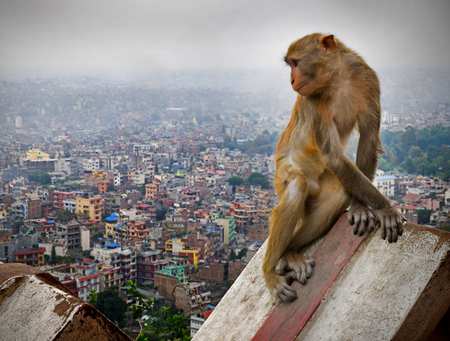 Monkey in the city - Dr Tracie McKinney research