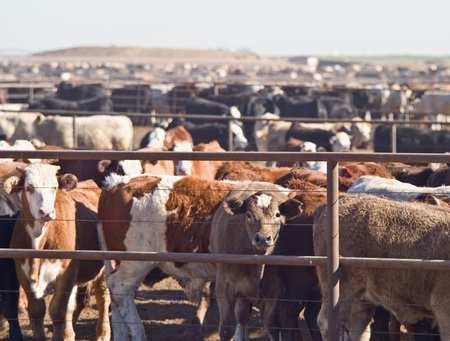 Cattle feedlot - Professor Denis Murphy research