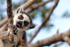 Three surprising reasons human actions threaten endangered primates - Conversation article. Lemurs