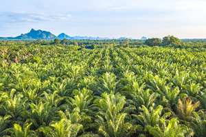 Palm tree plantation/ COP26., COP26: We need to understand how climate change is impacting vital crops