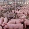 Which products can help cut the dependency on antibiotic use in swine production? Research
