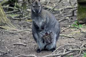 Red-necked wallaby UK