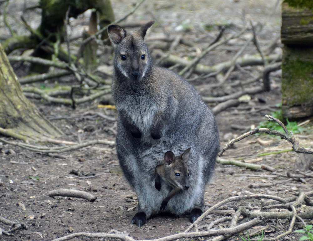 Red-necked wallaby UK
