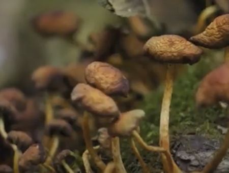 Maths Research: Predicting how fungi could clean-up the planet