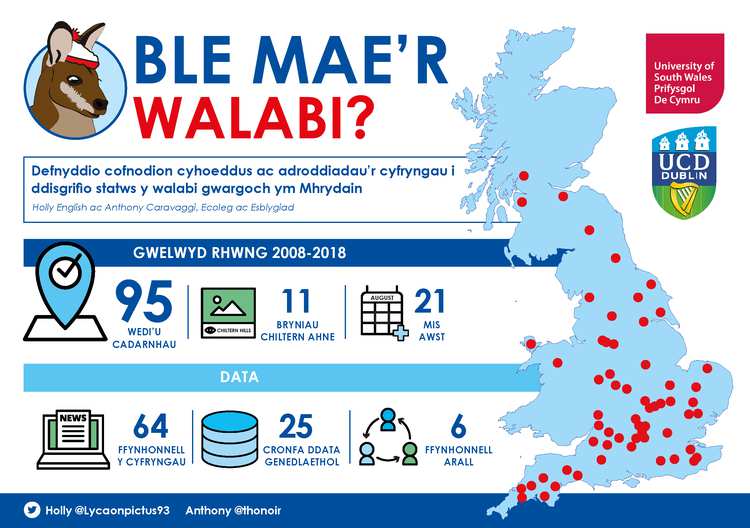 Wallaby infographic Welsh